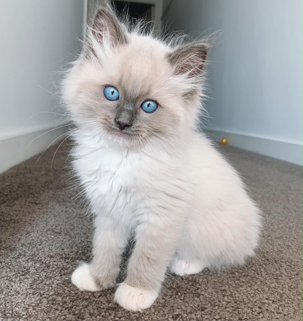 Missy