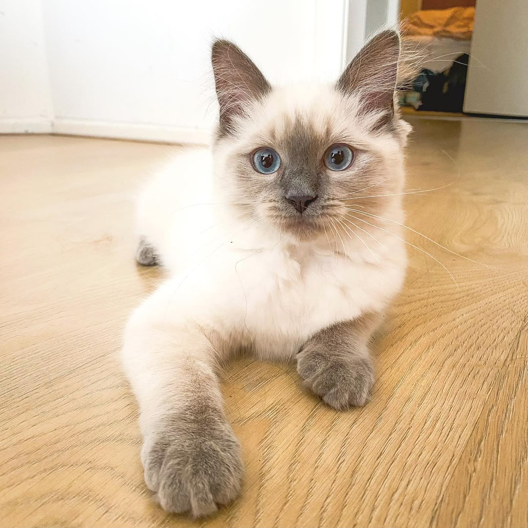 Kit
