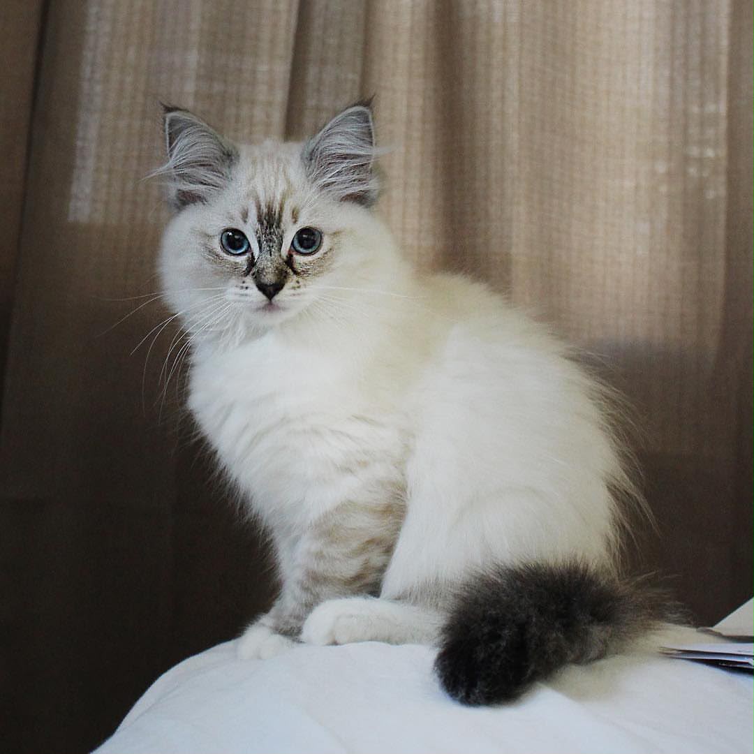 Elva