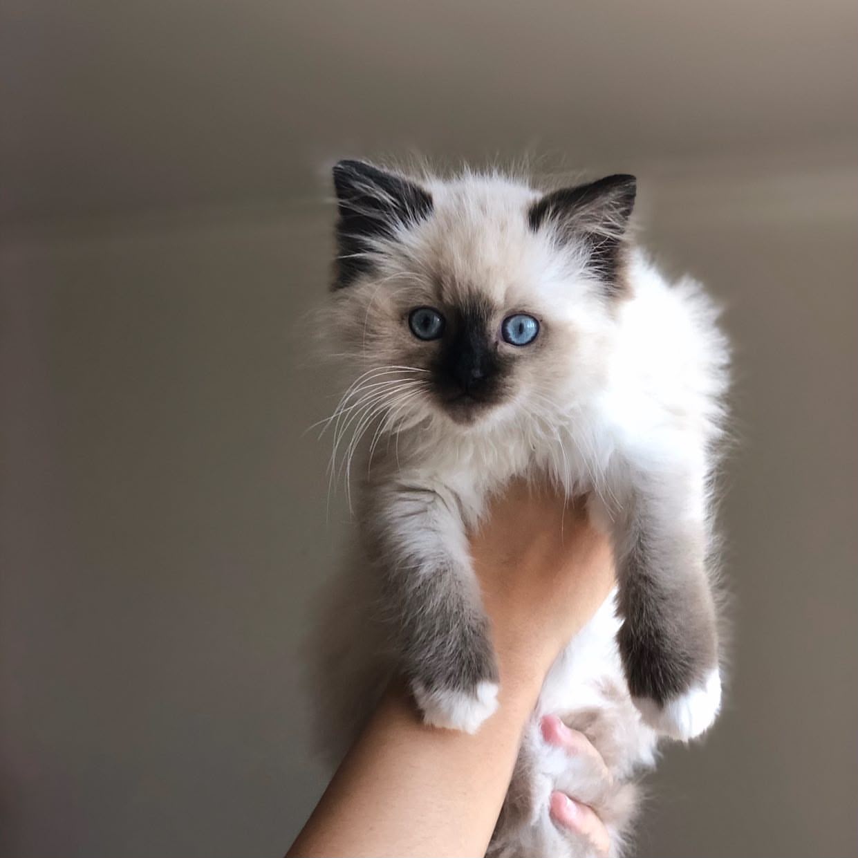 Khalesi
