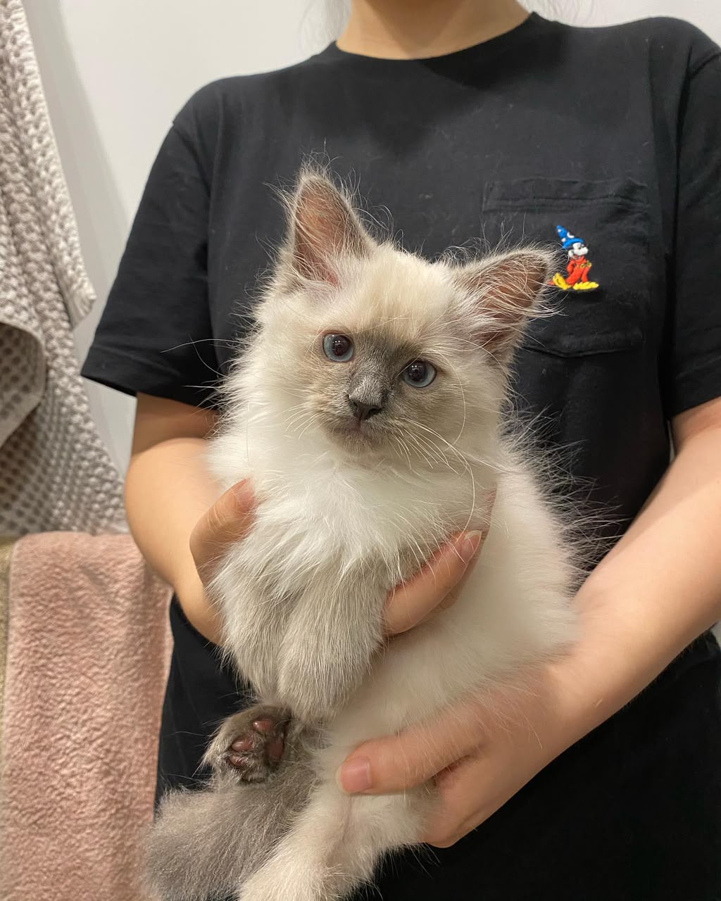 Louie